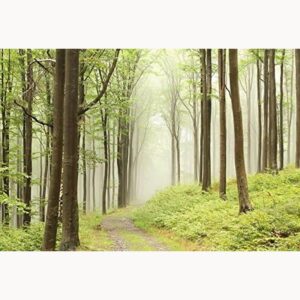 Papier peint panoramique forêt brumeuse - vue 1